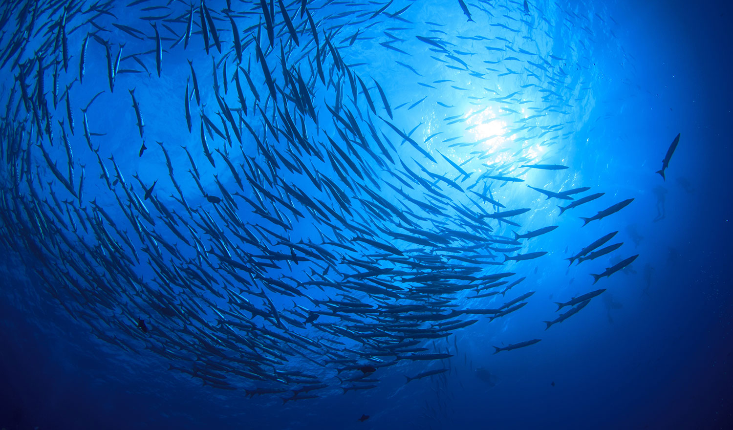 Why Australian Seafood Matters for Smarter Sourcing