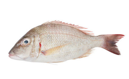 Behind the Counter & Deli